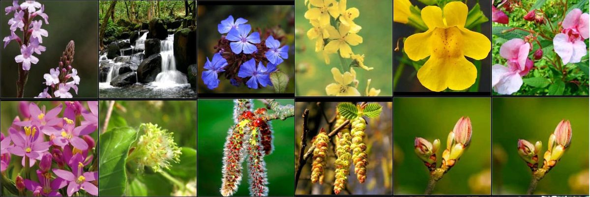 Veronica Practitioner en Flores de Bach - Flores de Bach en City Bell