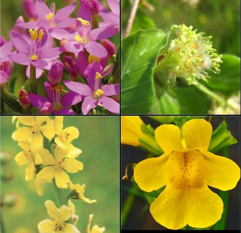 Logo de Veronica Practitioner en Flores de Bach