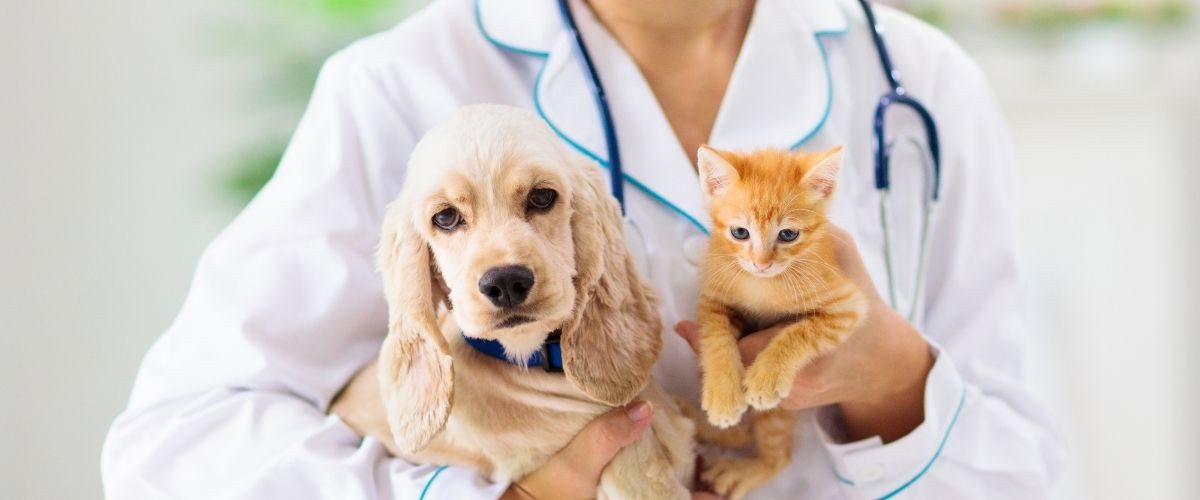 Veterinaria Sicardi - Veterinarias en Sicardi